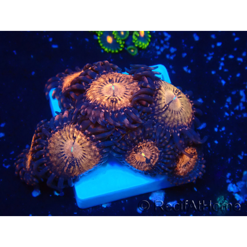 WYSIWYG - Zoanthus Mariculture Indo Acclimaté sous led