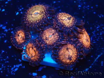 WYSIWYG - Zoanthus 14i4 Mariculture Indo Acclimaté sous led