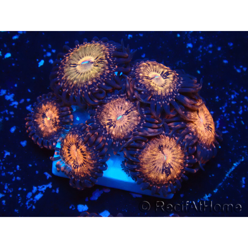 WYSIWYG - Zoanthus Mariculture Indo Acclimaté sous led