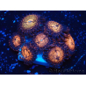 WYSIWYG - Zoanthus Mariculture Indo Acclimaté sous led