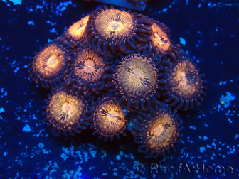 WYSIWYG - Zoanthus Maricultura Indo Aclimatado bajo LED