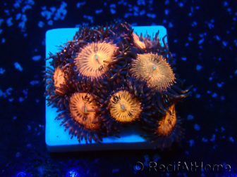 WYSIWYG - Zoanthus Indo Mariculture Acclimated under LED