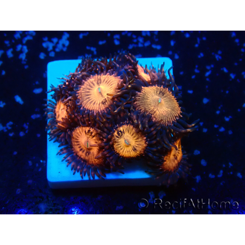 WYSIWYG - Zoanthus Mariculture Indo Acclimaté sous led