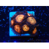 WYSIWYG - Zoanthus Maricoltura Indo Acclimatato sotto LED