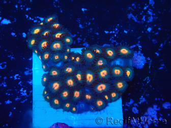 WYSIWYG - Zoanthus 14J1 Mariculture Indo Acclimaté sous led
