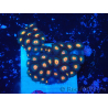 WYSIWYG - Zoanthus Marikultur Indo Akklimatisiert unter LED-Licht