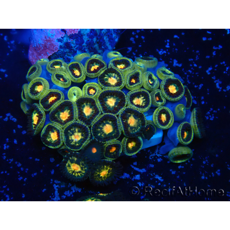 WYSIWYG - Zoanthus Indo Mariculture Acclimated under LED