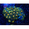 WYSIWYG - Zoanthus Indo Mariculture Acclimated under LED