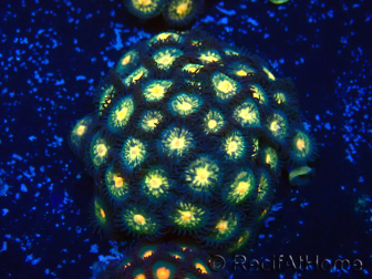 WYSIWYG - Zoanthus Mariculture Indo Acclimaté sous led