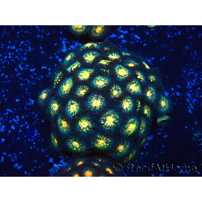 WYSIWYG - Zoanthus 14J3 Mariculture Indo Acclimaté sous led