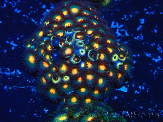 WYSIWYG - Zoanthus 14J4 Mariculture Indo Acclimaté sous led