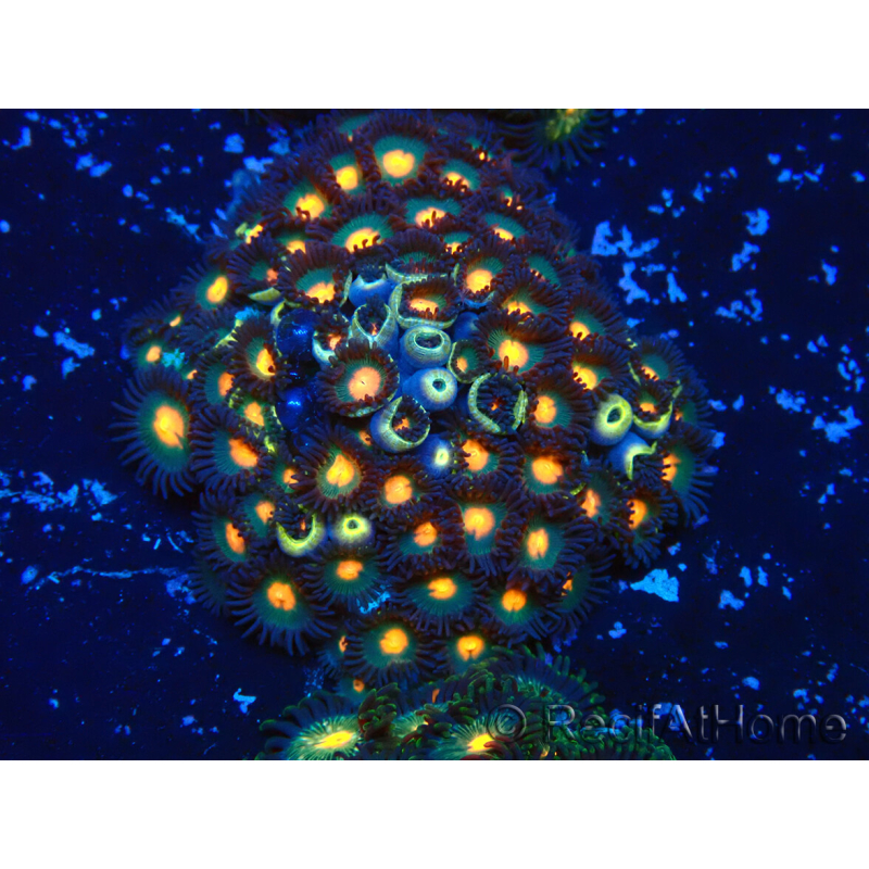 WYSIWYG - Zoanthus 14J4 Mariculture Indo Acclimaté sous led
