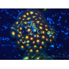 WYSIWYG - Zoanthus 14J4 Mariculture Indo Acclimaté sous led