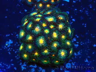WYSIWYG - Zoanthus 14J5 Mariculture Indo Acclimaté sous led
