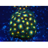 WYSIWYG - Zoanthus 14J5 Mariculture Indo Acclimaté sous led