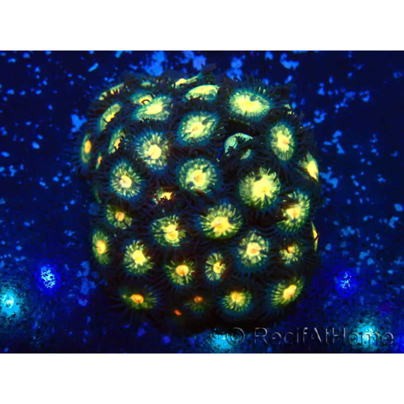 WYSIWYG - Zoanthus Mariculture Indo Acclimaté sous led