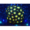 WYSIWYG - Zoanthus Maricultura Indo Acclimatato sotto LED