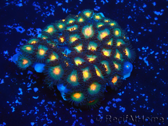 WYSIWYG - Isaurus tuberculatus Maricultura Indo Aclimatado bajo LED