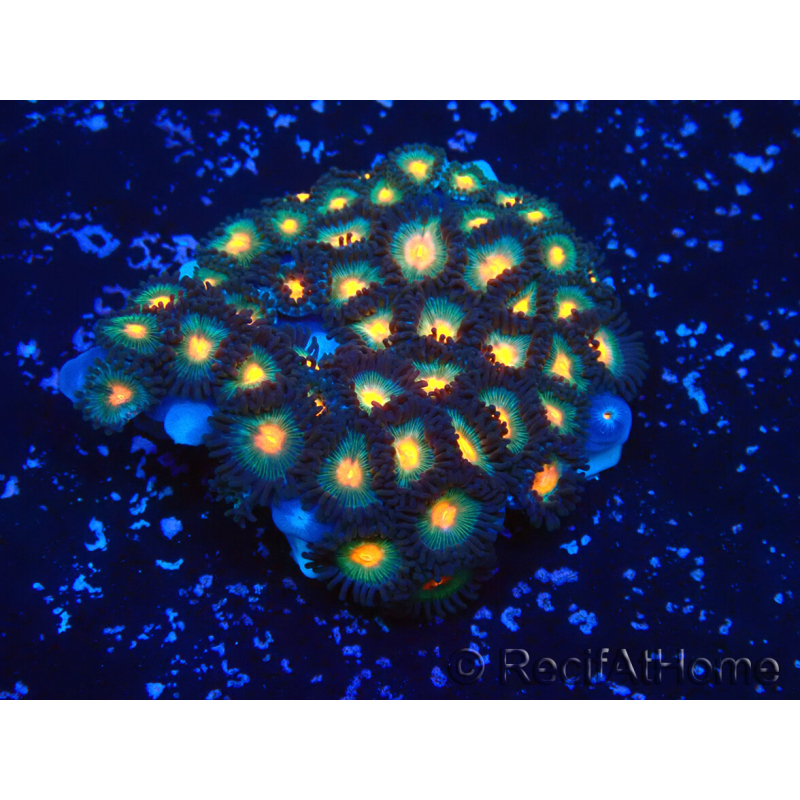 WYSIWYG - Zoanthus 14K1 Mariculture Indo Acclimaté sous led