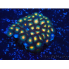 WYSIWYG - Isaurus tuberculatus Mariculture Indo Acclimated under LED