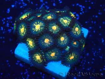 WYSIWYG - ZoanthusMaricultura Indo Aclimatado bajo LED