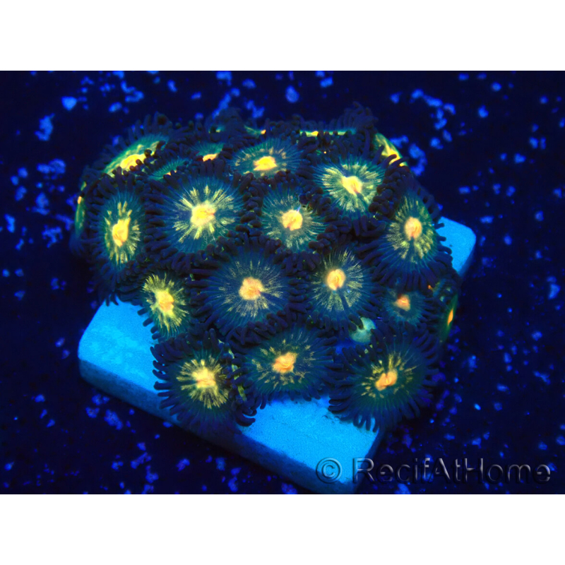 WYSIWYG - Zoanthus 14K2 Mariculture Indo Acclimaté sous led