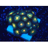 WYSIWYG - ZoanthusIndo Mariculture Acclimated under LED