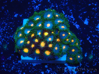 WYSIWYG - Zoanthus 14K3 Mariculture Indo Acclimaté sous led