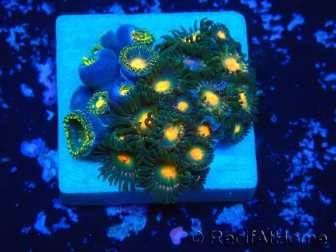 WYSIWYG - Zoanthus 14K4 Mariculture Indo Acclimaté sous led