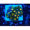 WYSIWYG - Zoanthus Indo Mariculture Acclimated under LED