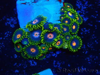 WYSIWYG - Zoanthus 14K5 Mariculture Indo Acclimaté sous led