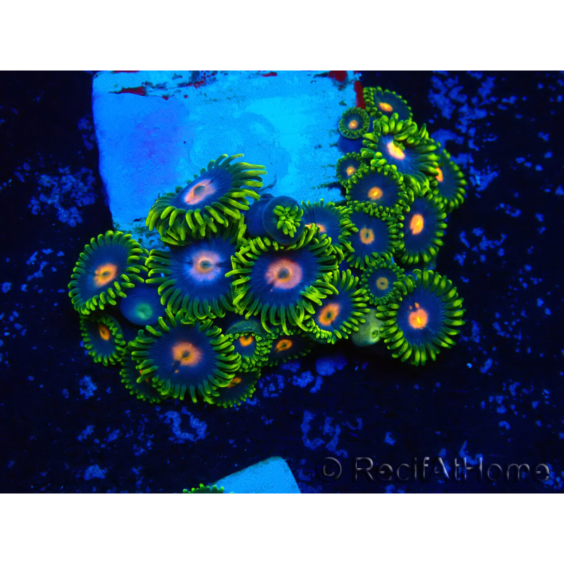 WYSIWYG - Zoanthus Mariculture Indo Acclimated under LED
