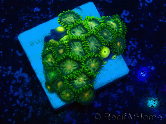 WYSIWYG - Zoanthus Marikultur Indo Akklimatisiert unter LED