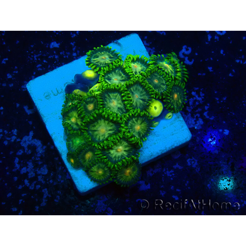 WYSIWYG - Zoanthus Maricoltura Indo Acclimatato sotto led