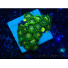 WYSIWYG - Zoanthus Mariculture Indo Acclimated under LED