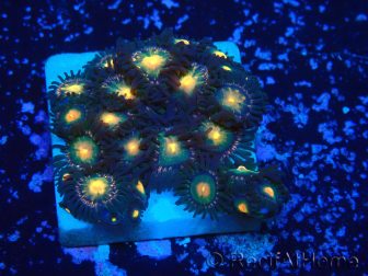 WYSIWYG - Zoanthus Maricultur Indo Akklimatisiert unter LED