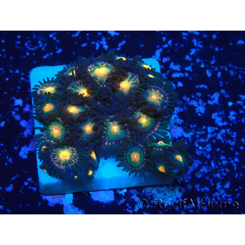 WYSIWYG - Zoanthus Mariculture Indo Acclimaté sous led