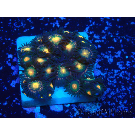 WYSIWYG - Zoanthus 14L1 Mariculture Indo Acclimaté sous led