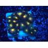WYSIWYG - Zoanthus Mariculture Indo Acclimated under LED