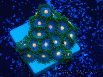 WYSIWYG - Zoanthus Maricultura Indo Aclimatado bajo LED