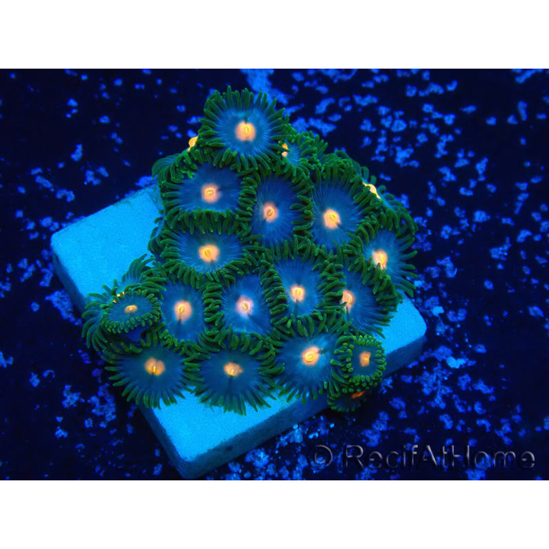 WYSIWYG - Zoanthus Mariculture Indo Acclimaté sous led