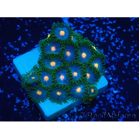 WYSIWYG - Zoanthus 14L2 Mariculture Indo Acclimaté sous led