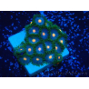 WYSIWYG - Zoanthus Maricoltura Indo Acclimatato sotto LED