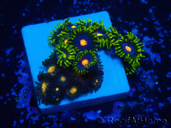 WYSIWYG - Zoanthus 14L3 Mariculture Indo Acclimaté sous led