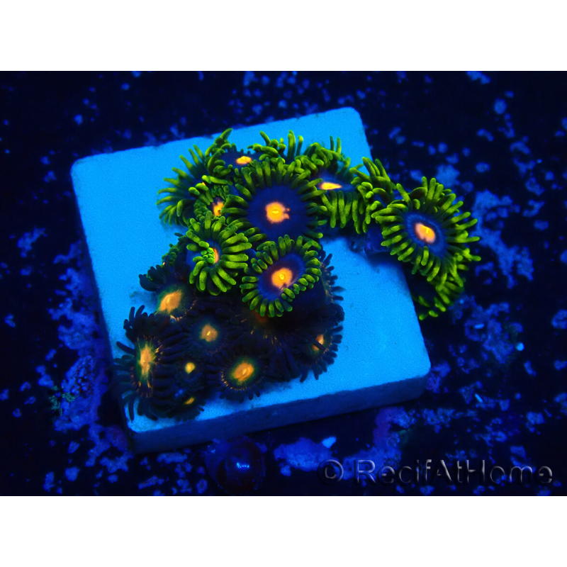 WYSIWYG - Zoanthus Mariculture Indo Acclimatato sotto LED