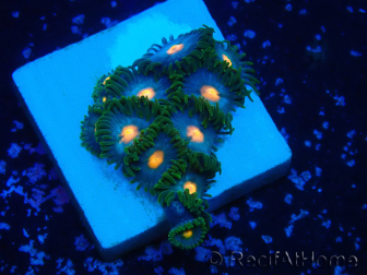 WYSIWYG - Zoanthus 14L4 Mariculture Indo Acclimaté sous led