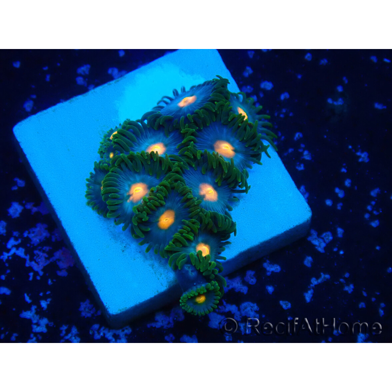 WYSIWYG - Zoanthus Indo Mariculture Acclimated under LED