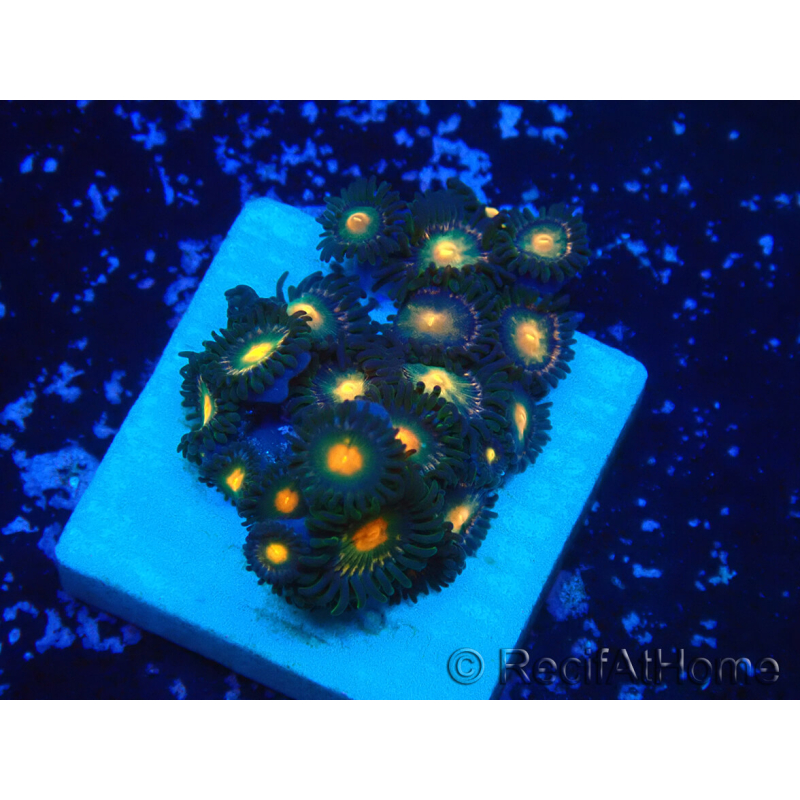 WYSIWYG - Zoanthus Mariculture Indo Acclimaté sous led