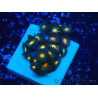 WYSIWYG - Zoanthus 14L5 Mariculture Indo Acclimaté sous led