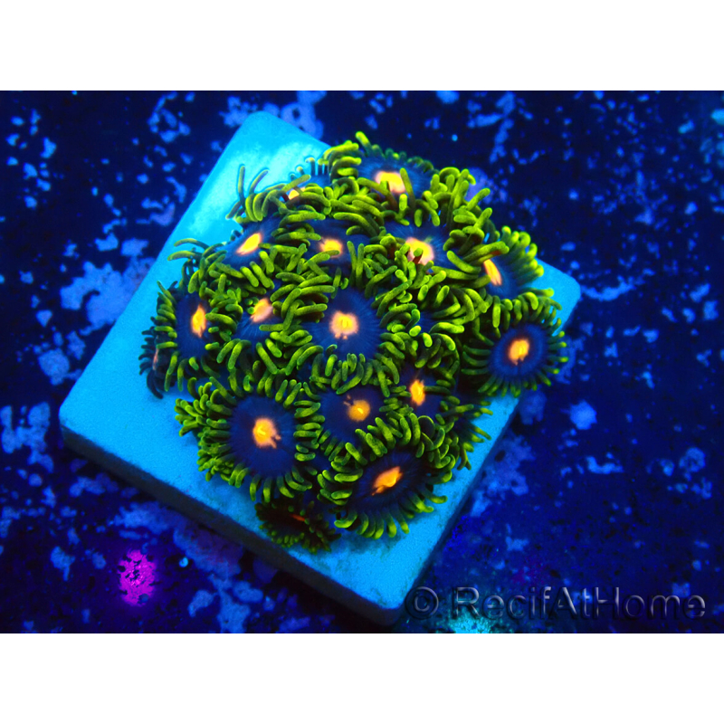 WYSIWYG - Zoanthus 14L6 Mariculture Indo Acclimaté sous led